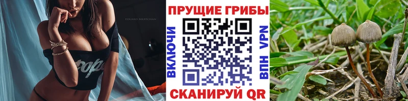 Псилоцибиновые грибы Cubensis Кропоткин